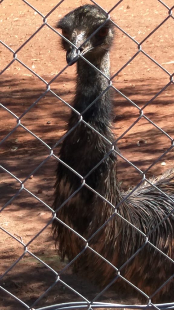 Emu at a roadside stand